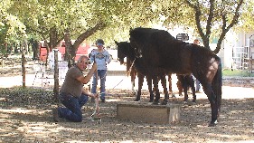 Christi Rains' Level 1 students learn the importance of safety and horse communication